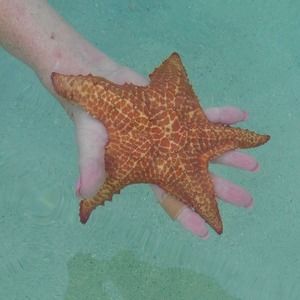 Meet your Posher, Michele